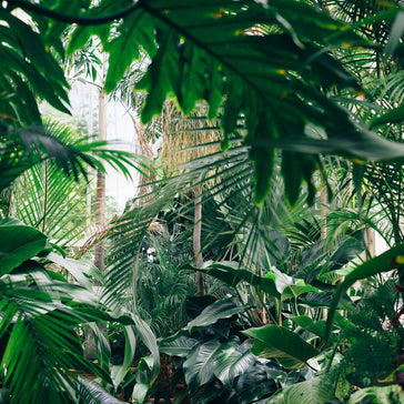 How to care for a Fatsia Japonica | Paper Plant