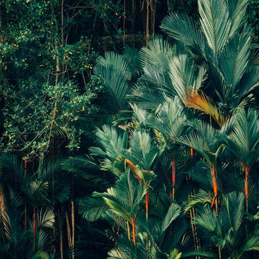 How to care for a Homalomena Selby plant