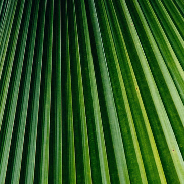 How to care for a Livistona Palm