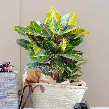 How to care for a Croton plant