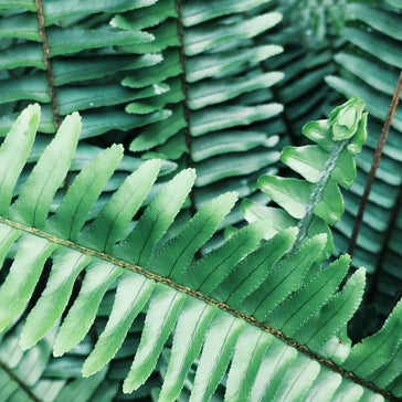 How to care for a Blue Star Fern | Phlebodium Aureum