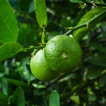How to care for a Limequat plant