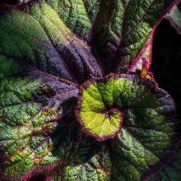 How to care for a Begonia plant