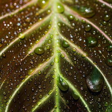 How to care for a Nemanthaus plant