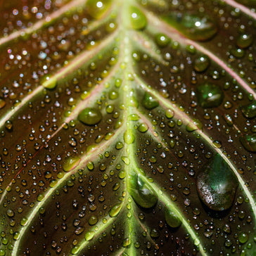 How to care for a Stromanthe plant