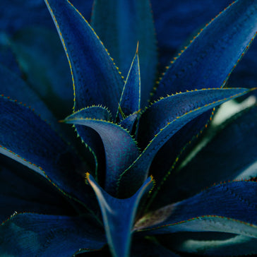 How to care for a Mangave plant