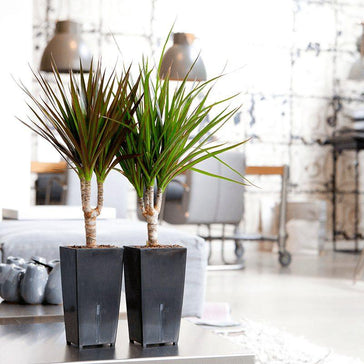How to care for a Dracaena plant