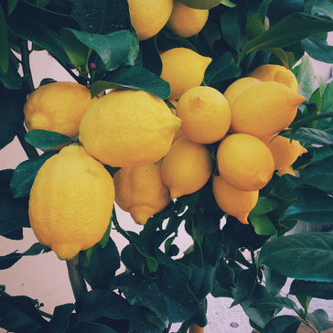 How to care for a Lemon Meyeri plant