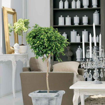 How to care for a Ficus plant