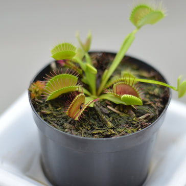 How to care for a Venus Fly Trap plant