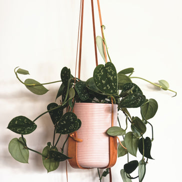 How to care for a Scindapsus Pictus | Satin Pothos plant