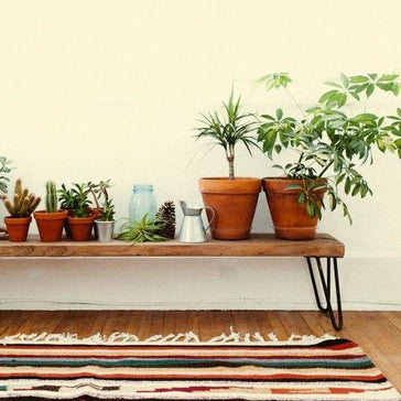 Inspiration: Plants in your hallway!