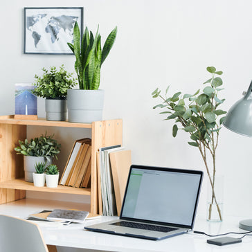 The Perfect Back 2 School Plants for the Classroom