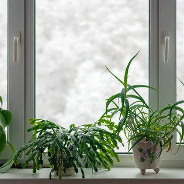 New Year, New You: Winter Plant Care Tips for Thriving Greenery