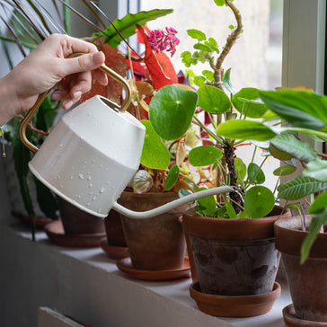 Houseplant How-Tos: Maintaining Soil Moisture Over Winter