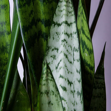Celebrating the Year of the Snake with Lucky Plants
