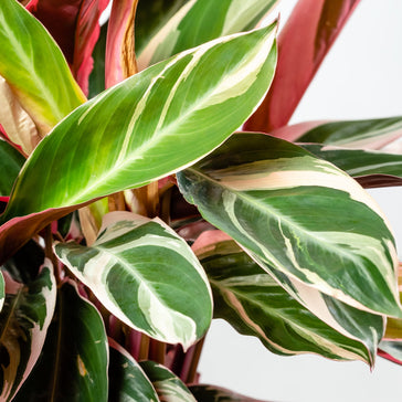 Pets VS Plants: Common Toxins to Watch Out For