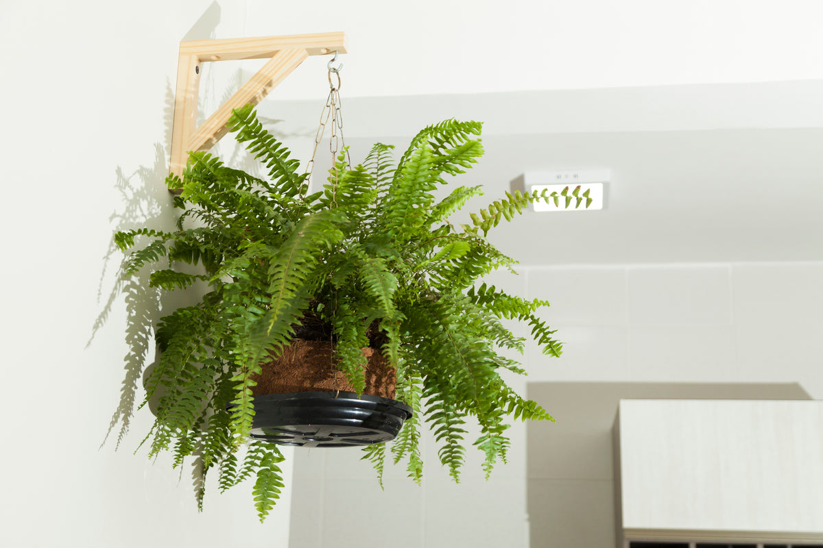 5 Ferns Fit for Every Style – Plantsome