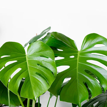 Plantengids - Plantsome