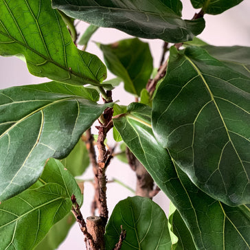 Our Top Expert-Level Plants