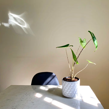 Interview: Tarah's plant family