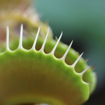 How to care for a Venus Flytrap