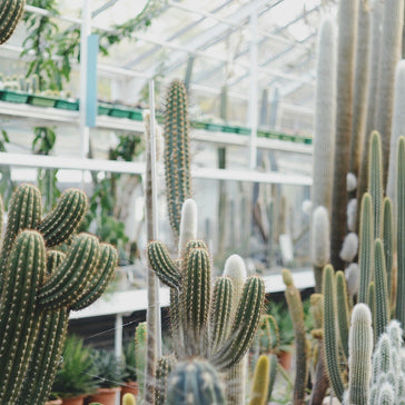 How to care for a Peruvian Old Man Cactus
