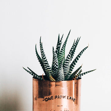 How to care for a Haworthia | Zebra Cactus