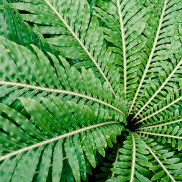 How to care for an Asplenium Fern