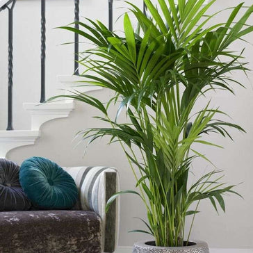 How to care for a Kentia (Howea) palm