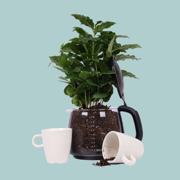 How to care for a Coffea Arabica plant