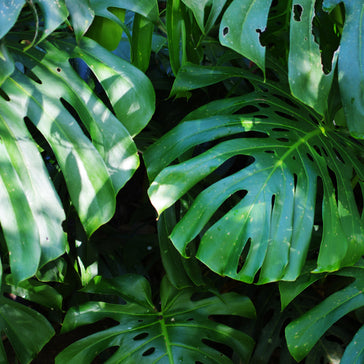 Cuttings: How do you propagate a Monstera plant?