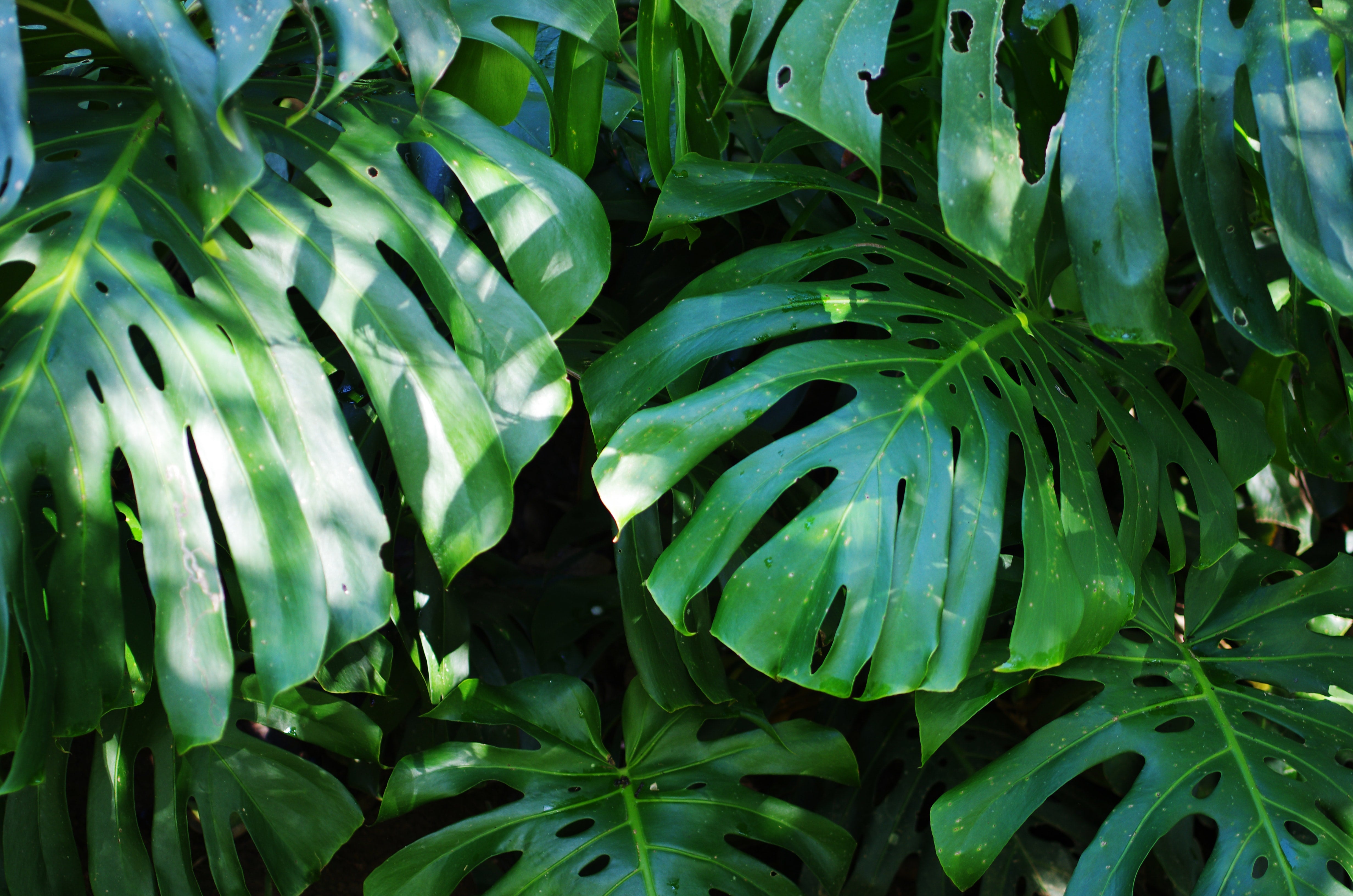 Cuttings: How do you propagate a Monstera plant?