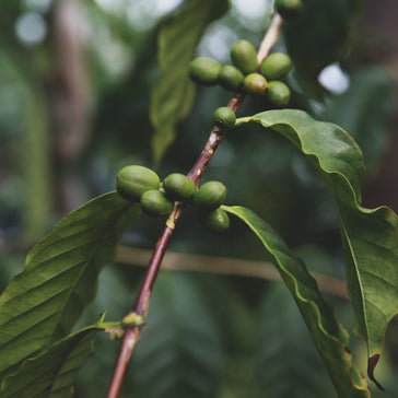 How to care for a Psychotria Nervosa Wild Coffee plant