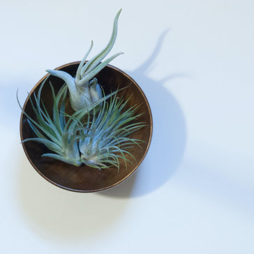 How to care for a Tillandsia (air) plant