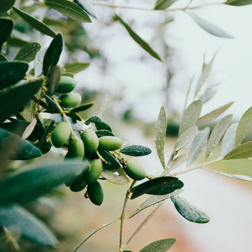 How to care for an Olive Tree