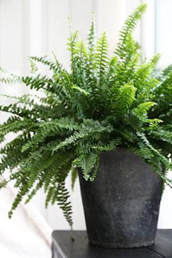How to care for a Nephrolepis (Boston Fern)