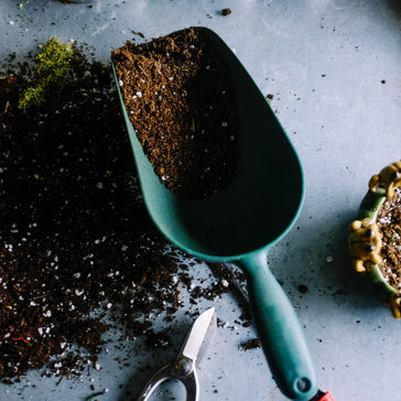 Choosing the best potting soil for your houseplants