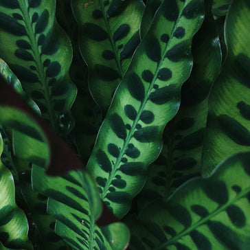 How to care for a Calathea plant