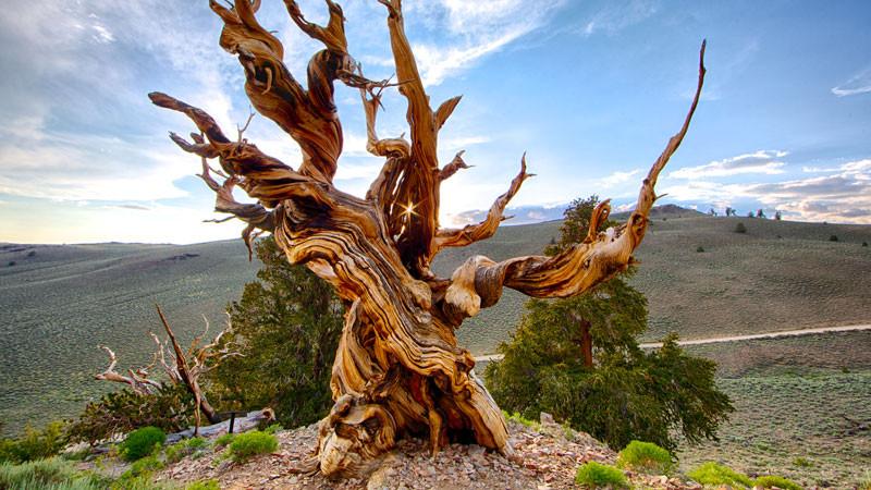 The Oldest Trees in the World