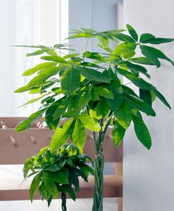 How to care for a Pachira plant (Money Tree)