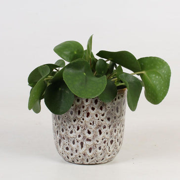 How to care for a Pilea Peperomioides plant