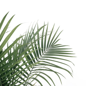 How to care for a Ravaena Rivularis | Majesty Palm