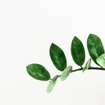 How to care for a Zamioculcas (ZZ) Plant