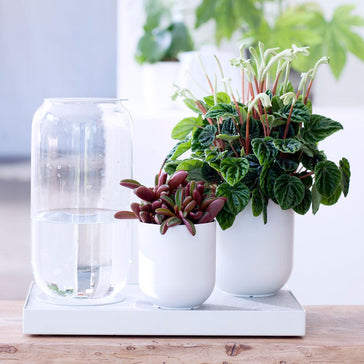 How to care for a Peperomia plant