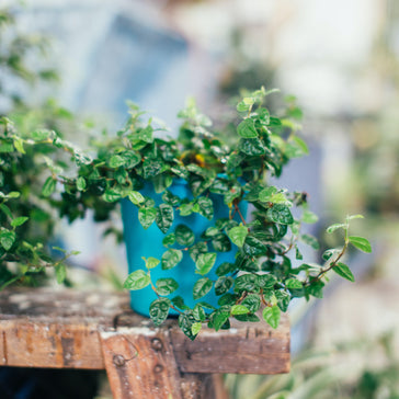 How to Best Move Your Plants Outside this Spring