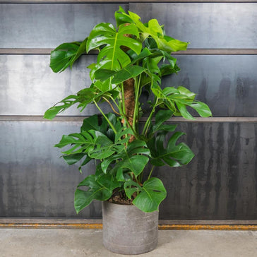 How to care for a Philodendron plant