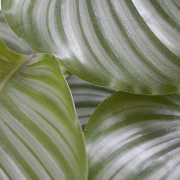 How to care for an Aglaonema plant