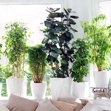 Caring for a Polyscias (Aralia) plant