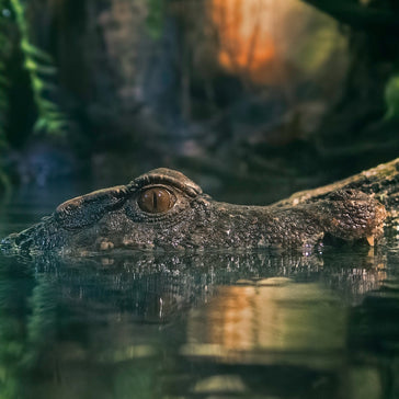 How to care for a Crocodile Fern